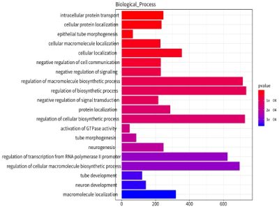 差異miRNA靶基因注釋 差異miRNA靶基因注釋