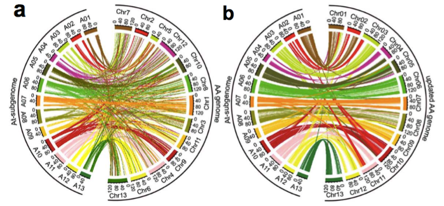 圖2 亞洲棉（AA型）與陸地棉（AADD型）共線性分析