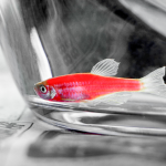 中國農(nóng)業(yè)科學(xué)院飼料研究所研究成果：腸道微生物產(chǎn)生的腐胺經(jīng)肝臟代謝為亞精胺后發(fā)揮改善魚體脂肪肝的效應(yīng)