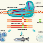 基因組與新興生物技術整合研究思路拓展