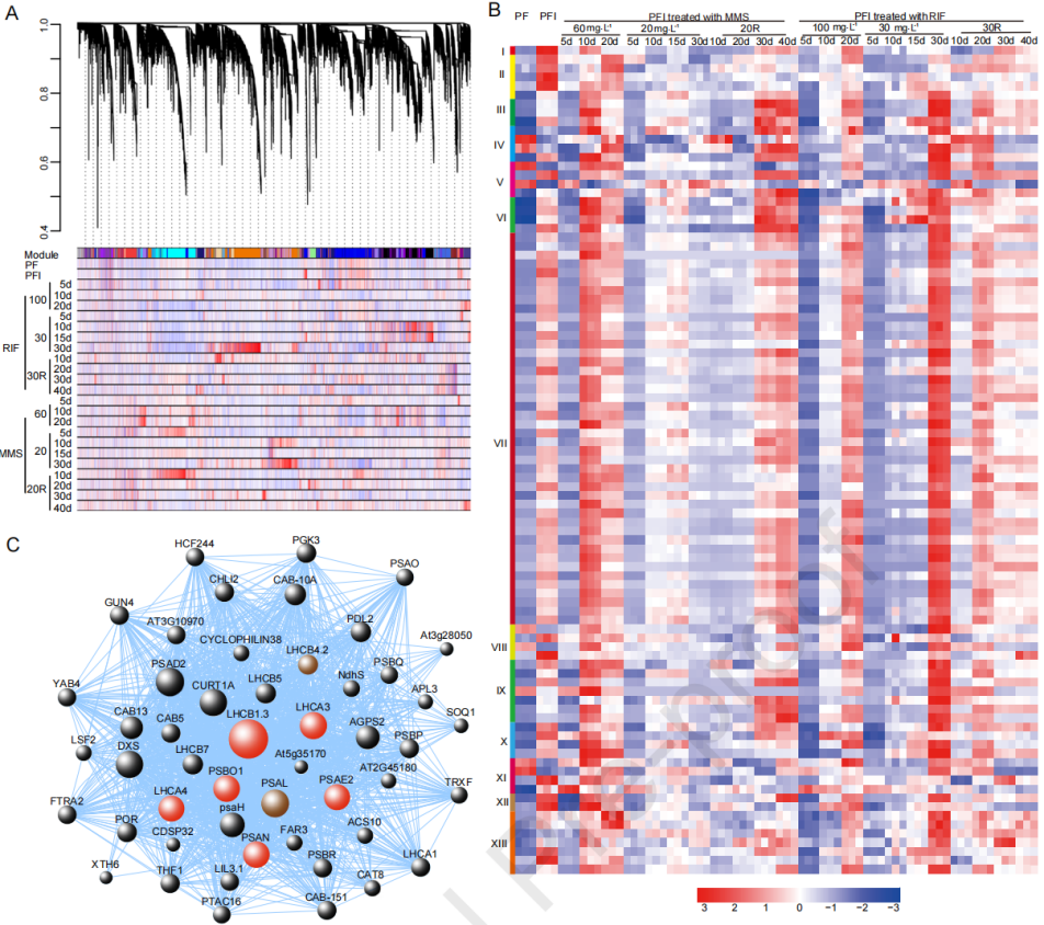 圖4 ?PaWB病相關(guān)的基因共表達網(wǎng)絡(luò)分析
