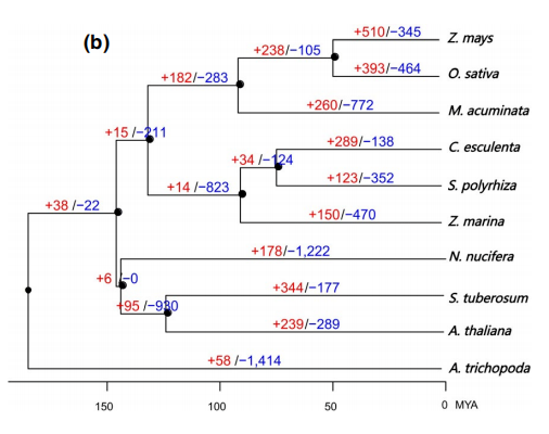 二倍體芋頭及其近緣種基因家族擴張收縮
