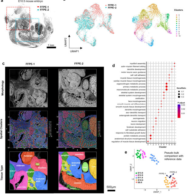 FFPE空間轉錄組解析小鼠胚胎時空圖譜[3]