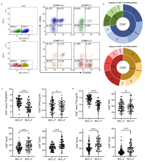 CLL中BCL-2陽(yáng)性和陰性T細(xì)胞的分化
