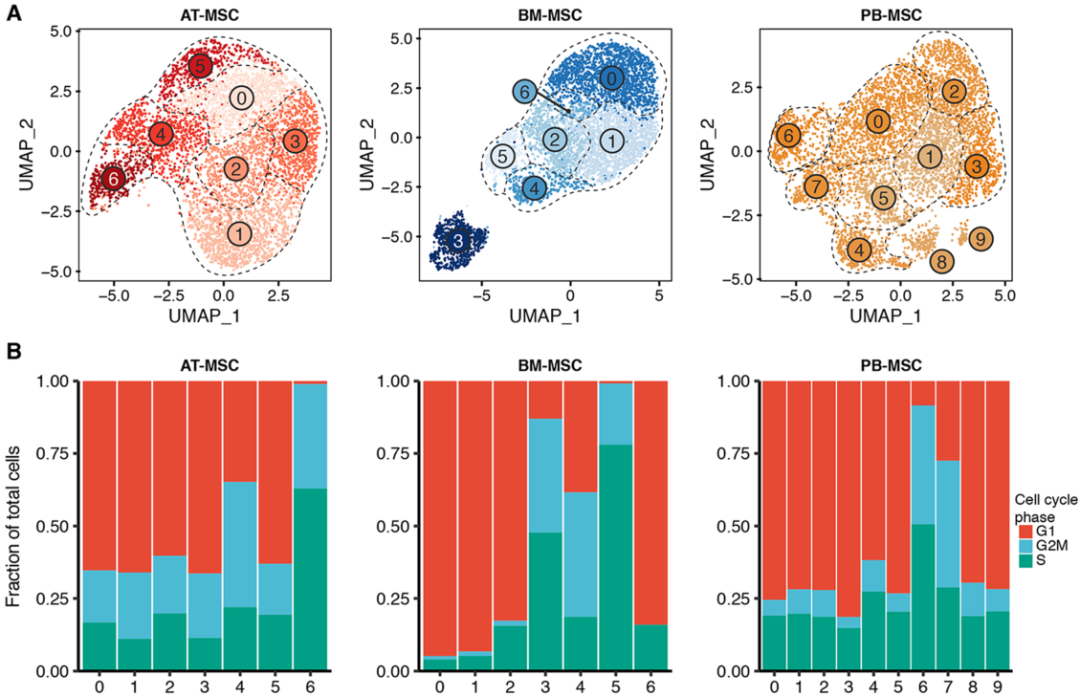 圖4單細胞RNA測序（sc?RNAseq）數(shù)據(jù)揭示了馬間充質(zhì)基質(zhì)細胞（MSCs）的源內(nèi)變異
