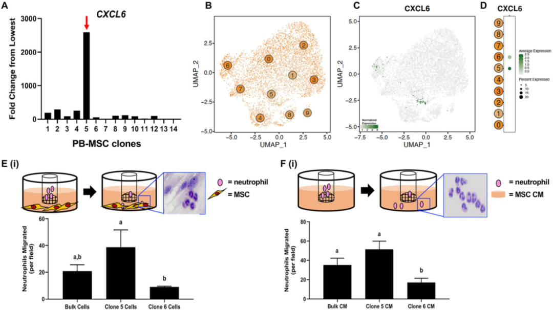 圖6外周血（PB）來源的間充質(zhì)基質(zhì)細胞（MSCs）來源內(nèi)的異質(zhì)性轉(zhuǎn)化為不同的化學(xué)吸引能力