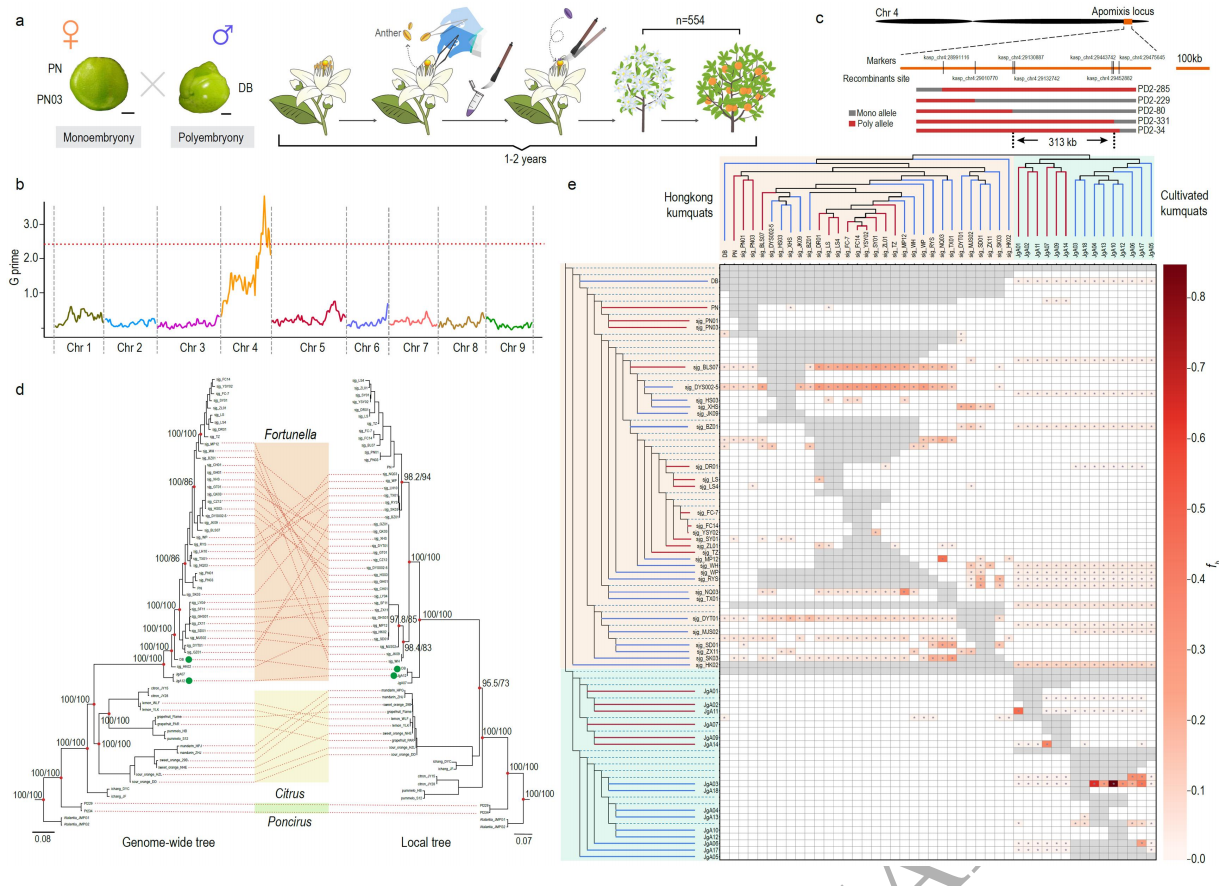 圖4 有性生殖向無(wú)融合生殖過(guò)渡的候選位點(diǎn)