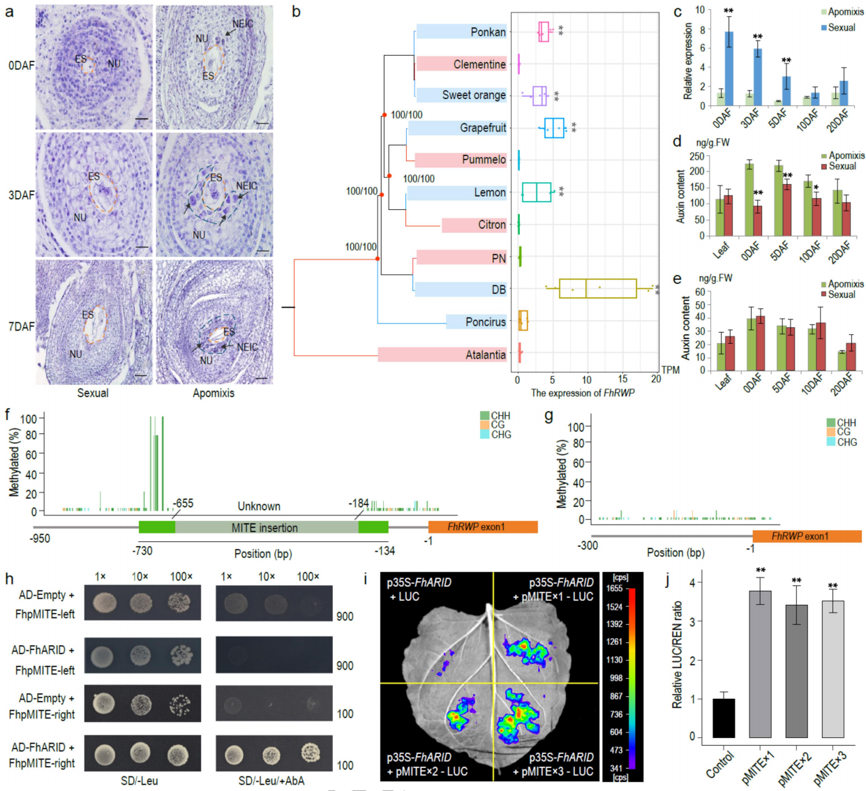 圖6 無(wú)融合生殖調(diào)控的分子特征