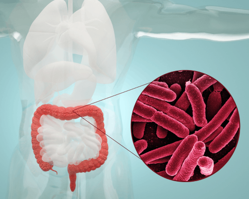 .腸道、糞便微生物