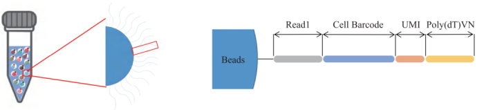圖3：引物結(jié)構(gòu)示意圖。