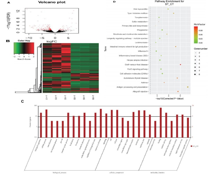 圖 3 黃河魚(yú)新品與對(duì)照組腸道轉(zhuǎn)錄組 DEGs 分析