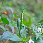 項(xiàng)目文章 | 突破性成果！辣椒基因組調(diào)控元件圖譜被系統(tǒng)繪制