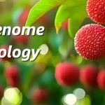 廣東省農(nóng)科院聯(lián)合華南農(nóng)大、中國熱帶農(nóng)科院在荔枝資源群體遺傳和果實(shí)性狀形成方面取得重要進(jìn)展