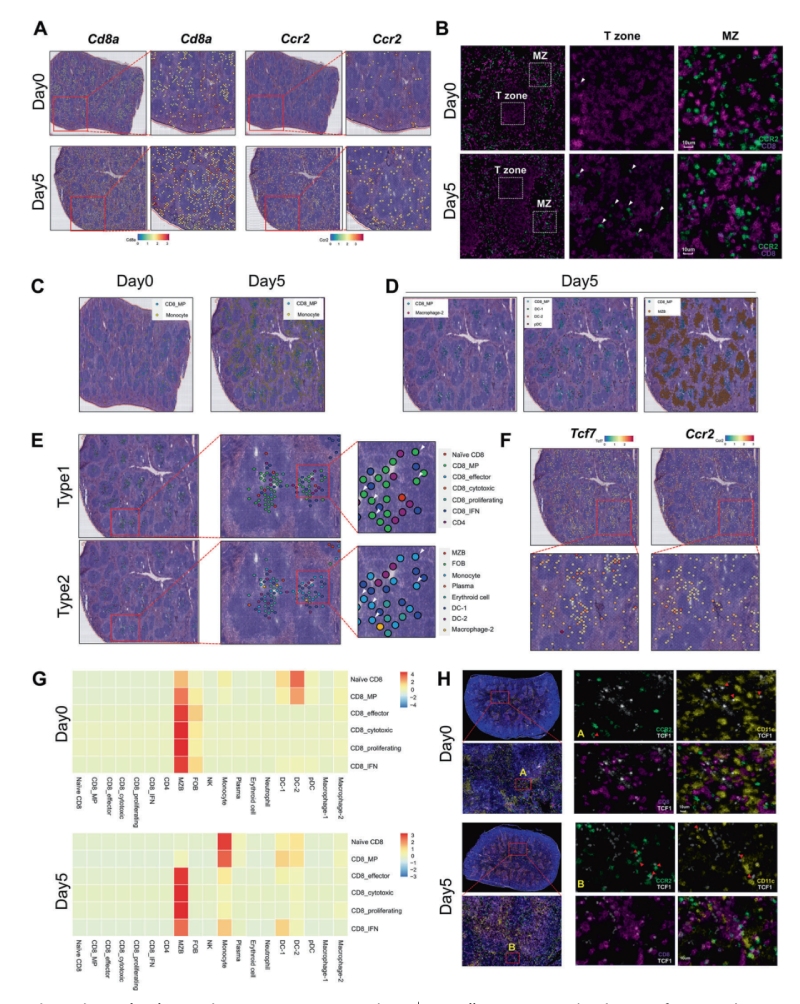 研究結果四：單核細胞和CD8+ MP細胞的抗原依賴性共定位