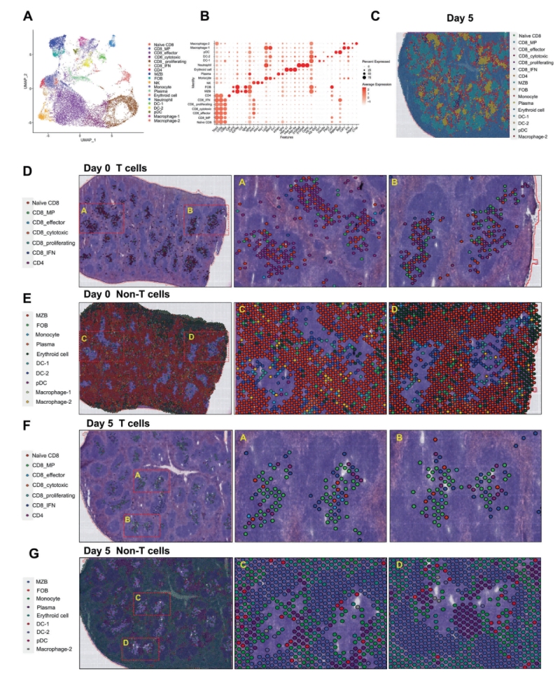 研究結果三：跨組織區(qū)域細胞亞群的鑒定和空間圖譜