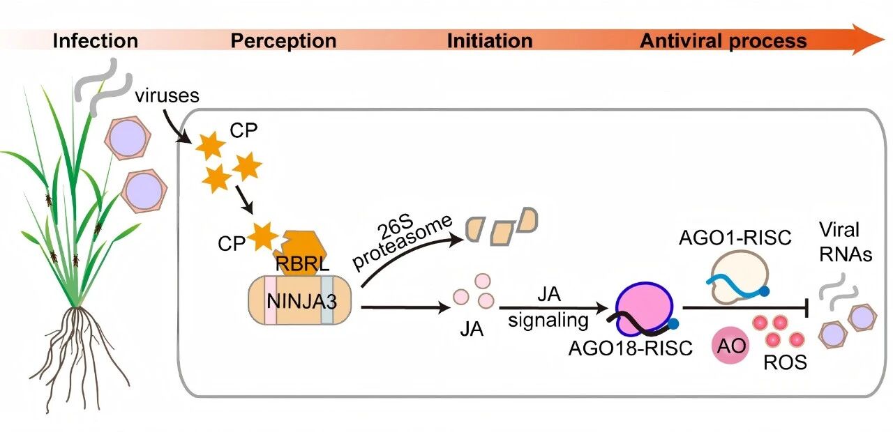 水稻抗病毒防御反應(yīng)的分子機(jī)制
