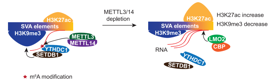 圖4. METTL3/14通過m6A-YTHDC1-SETDB1通路促進(jìn)SVA 5'端H3K9me3修飾