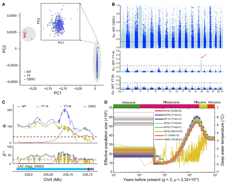 冰期-間冰期氣候變化可能影響深淵種群動態(tài)歷史