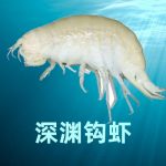 Cell | 深淵鉤蝦基因組揭示其萬米超深淵環(huán)境的適應(yīng)性和種群歷史