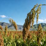 《Cell》：揭示缺磷環(huán)境促進(jìn)作物SL外排的生理現(xiàn)象，并解析其分子機(jī)制