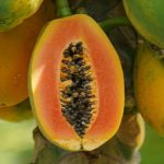 Mol. Plant | 中國(guó)熱科院聯(lián)合百邁客生物發(fā)表番木瓜品種改良最新成果