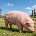 《Science Bulletin》印遇龍?jiān)菏繄F(tuán)隊(duì)最新研究成果：史氏甲烷短桿菌通過抑制肝臟酮體代謝，導(dǎo)致出生后生長遲緩