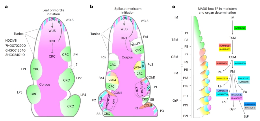 圖2. 植物SAM中原基形成和分生組織結(jié)構(gòu)的模型，以及發(fā)育中的花序示意圖