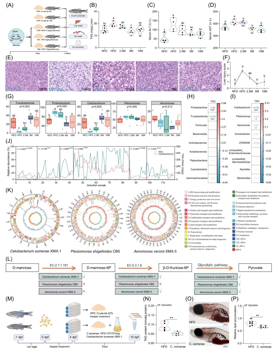 圖1-甘露糖補充不能直接緩解HFD誘導的肝臟脂肪變性，但會促進C.somerae的生長