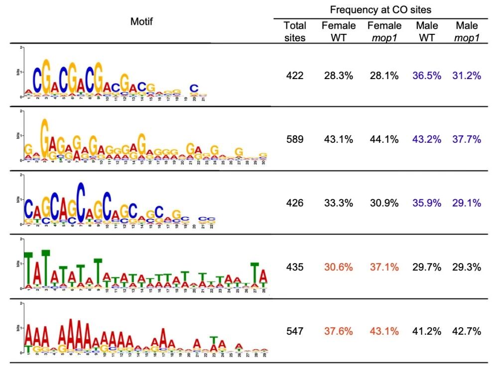 圖2?在雄性mop1突變體中，G/C相關(guān)基序的頻率降低，而在雌性mop1交叉互換（COs）中A/T相關(guān)基序的頻率增加。