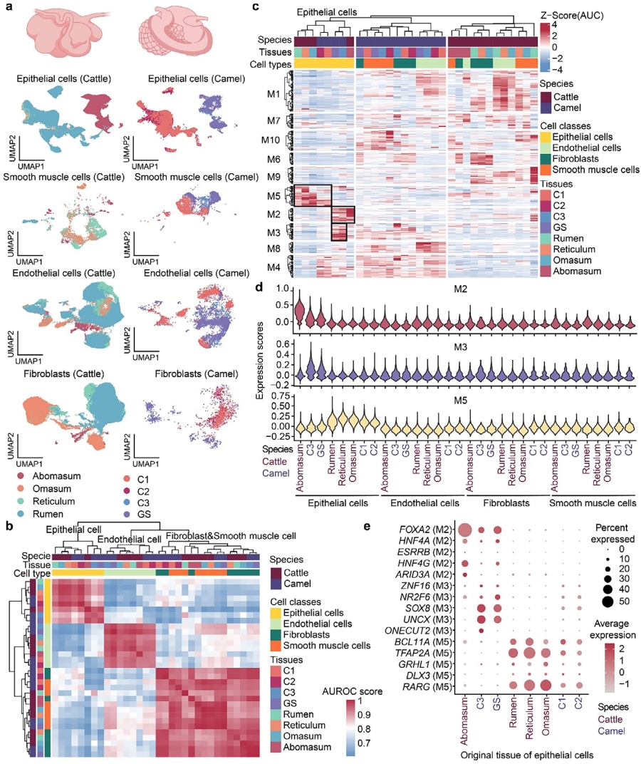 圖2.?多室胃結(jié)構(gòu)細胞的跨物種比較分析