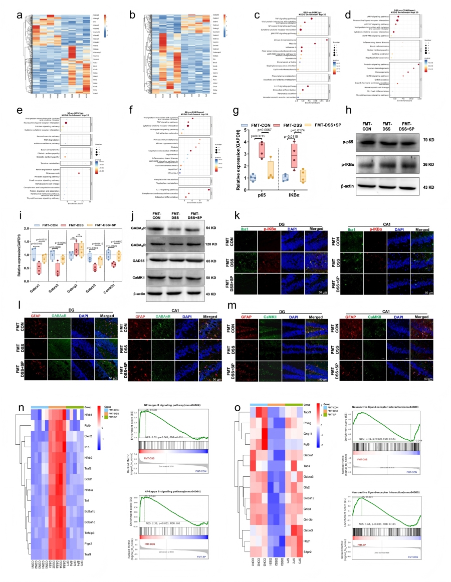 圖6 SP通過調(diào)節(jié)腸道微生物組影響海馬基因的表達