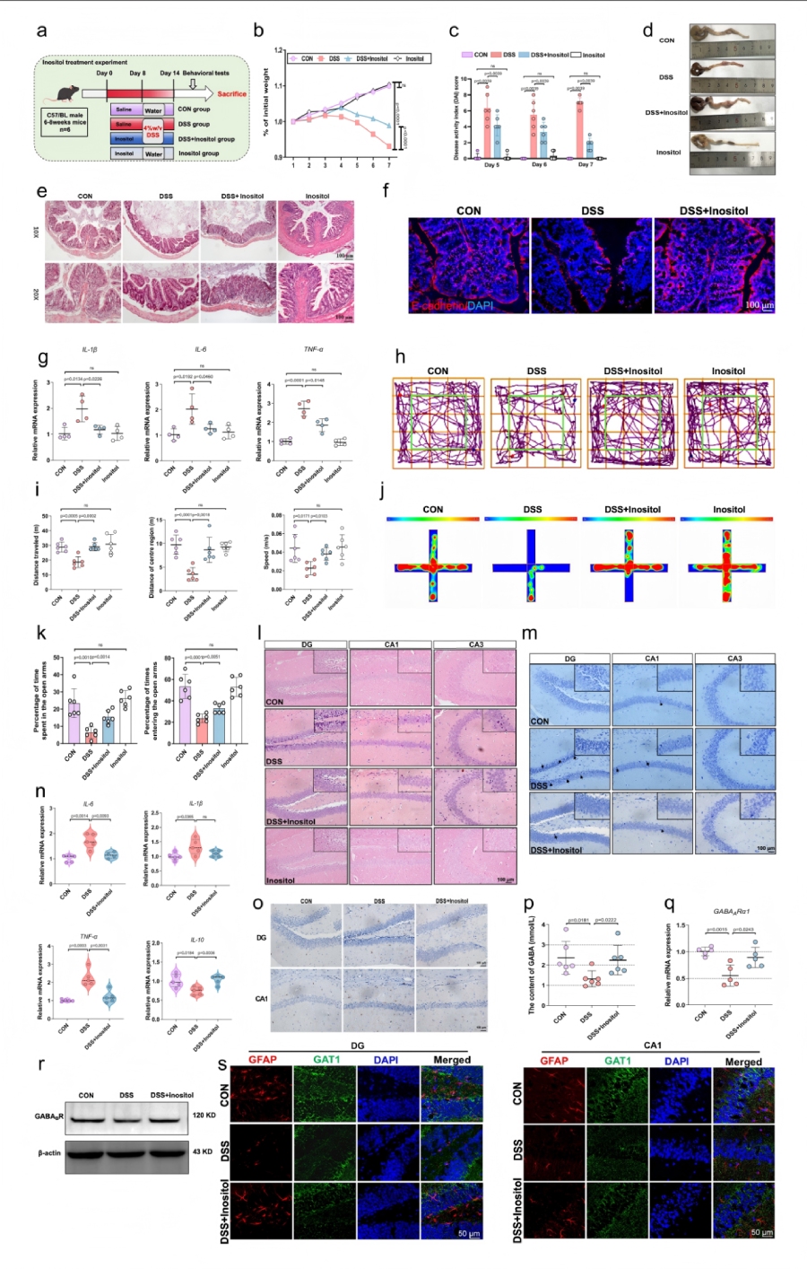 圖8 腸道代謝物肌醇介導(dǎo)SP對DSS誘導(dǎo)小鼠結(jié)腸炎及焦慮行為的保護作用