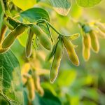 《JIPB》封面文章：南京農業(yè)大學發(fā)現改良大豆株型且提高產量和根瘤固氮能力的“一因多效”基因