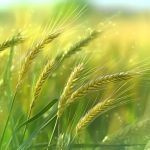 單細(xì)胞與空間轉(zhuǎn)錄組整合分析，揭示大麥從分生組織及器官起始細(xì)胞命運(yùn)決定到特定花器官起始過(guò)程中的關(guān)鍵轉(zhuǎn)錄事件與時(shí)空軌跡