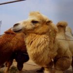 從胃到腎，單細(xì)胞轉(zhuǎn)錄組圖譜解析駱駝與牛消化和代謝系統(tǒng)的適應(yīng)性演化《Advanced Science》