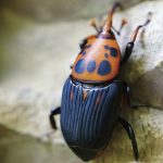 福建農林大學揭示寄主昆蟲揮發(fā)物“反向塑造”寄生線蟲覓食行為的新機制研究丨《PNAS》封面文章