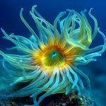 Nature子刊丨西班牙馬德里營(yíng)養(yǎng)高級(jí)研究所發(fā)布新型“衰老毒素”，專(zhuān)殺腫瘤中的衰老細(xì)胞